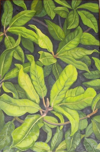 Magnolialvs